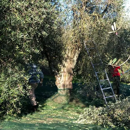 Il Borghetto Andrea Tafi Landhuis *